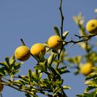 Früchte der Chaenomeles speciosa 