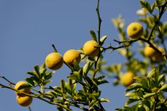 Früchte der Chaenomeles speciosa 