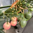 Früchte der Clivie
