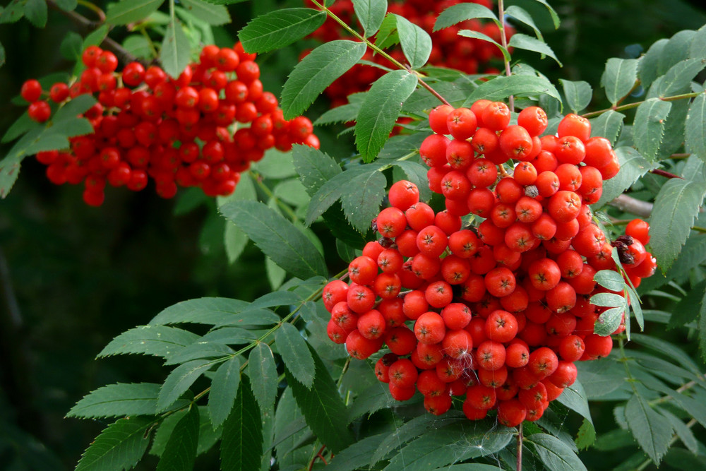 Früchte der Eberesche (Vogelbeerbaum)