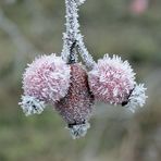 Früchte der Hagebutte -eisig-