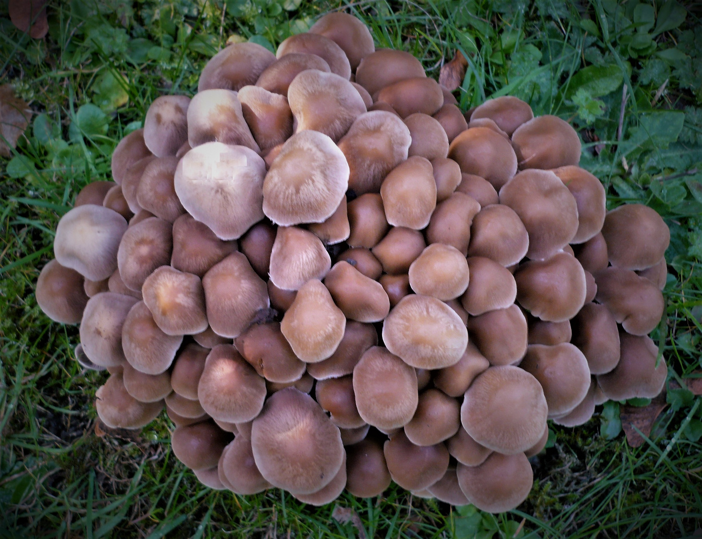 'Früchte' der Herbstwiese  ...