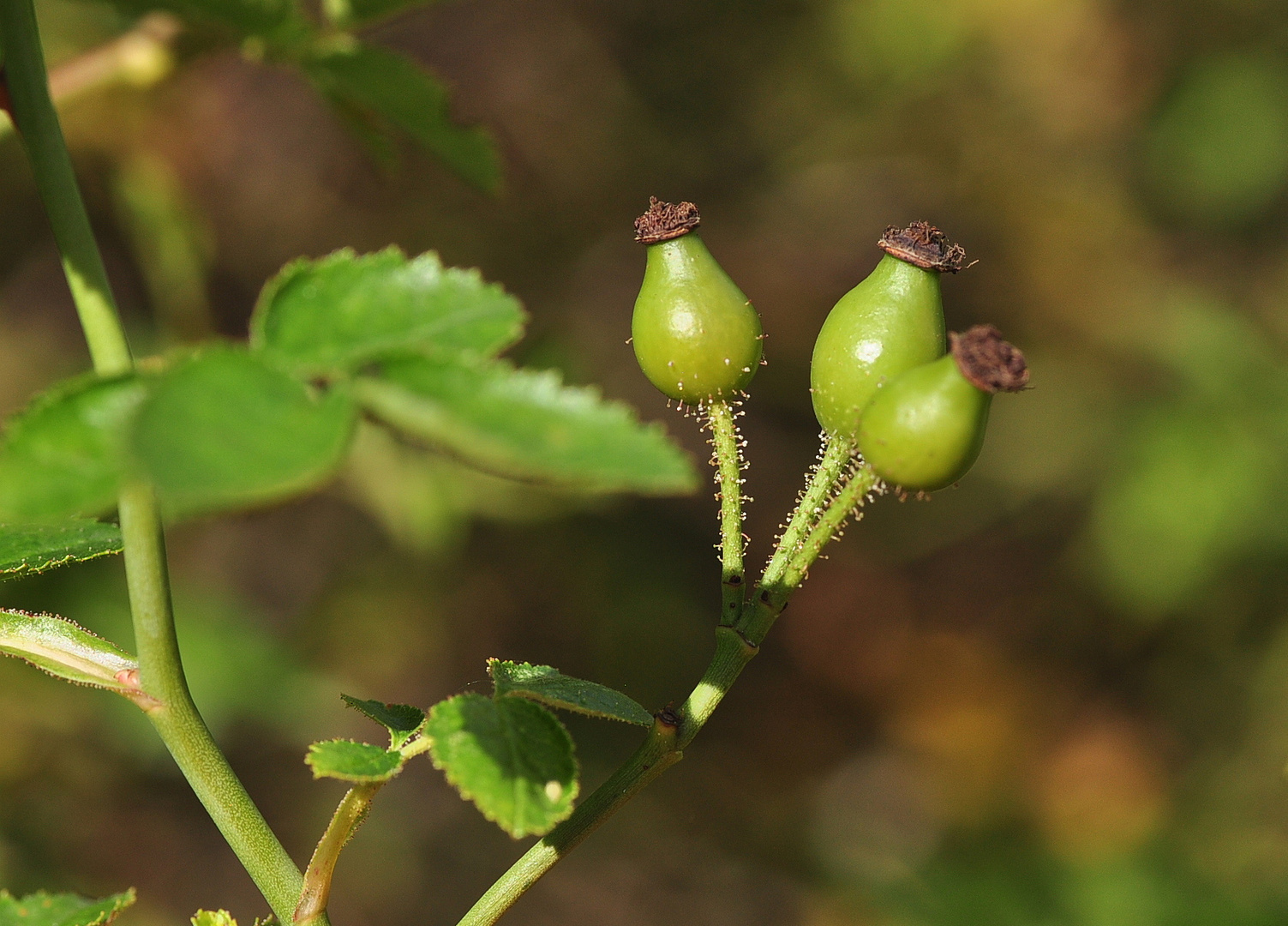 Früchte der Kleinblütigen Rose (Rosa micrantha)