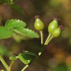 Früchte der Kleinblütigen Rose (Rosa micrantha)