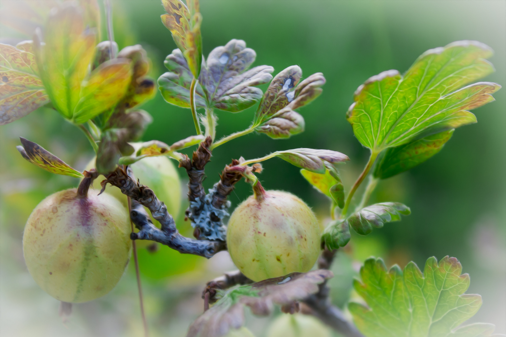 Früchte der Natur