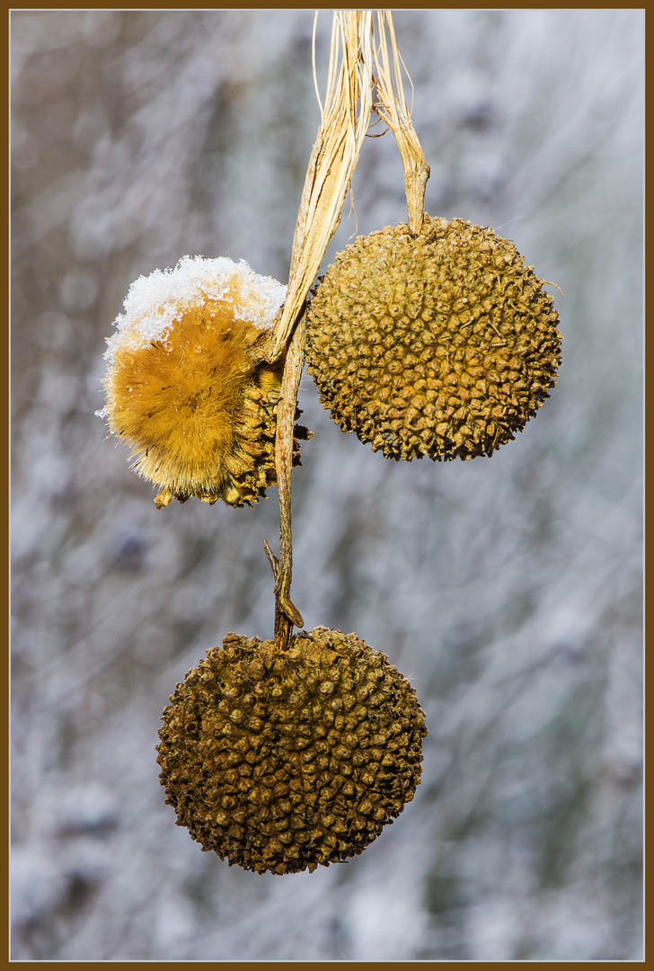 Früchte der Platane im Winter