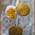 Früchte der Platane im Winter