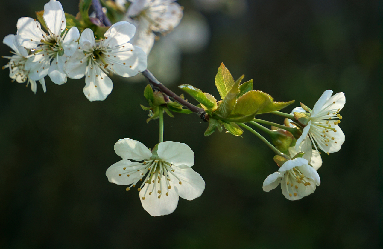 "Früchte" der Saison Kirschblüte