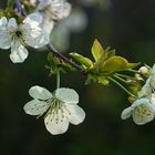 "Früchte" der Saison Kirschblüte