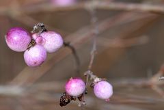 Früchte der Schneebeere