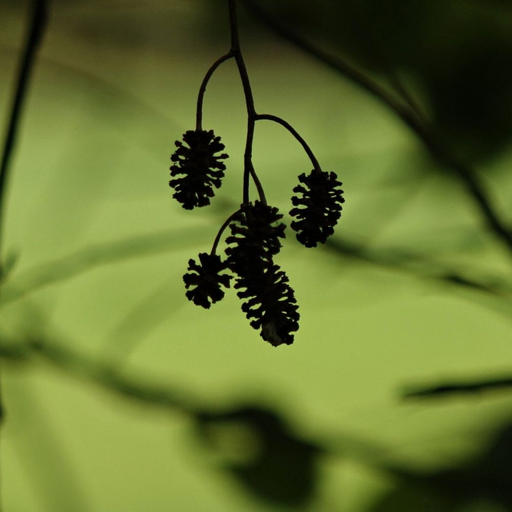 44+ Früchte Der Laubbäume, Baumbestimmung nach blättern, blüten