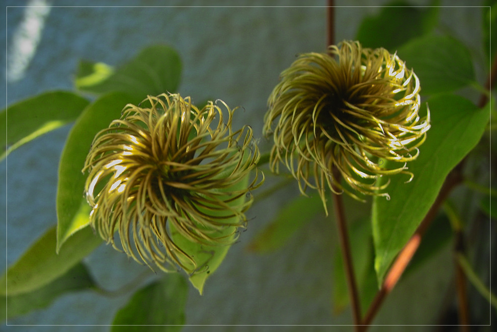 Früchte der Waldrebe (Clematis )