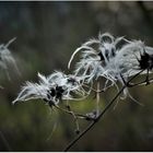 Früchte der Weißen Waldrebe