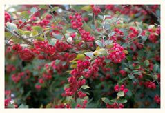 Früchte des Cotoneasters (Graue Strauchmispel)