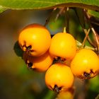 Früchte des Feuerdorns (Zierstrauch/Heckenpflanze, Pyracantha)