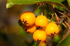 Früchte des Feuerdorns (Zierstrauch/Heckenpflanze, Pyracantha)