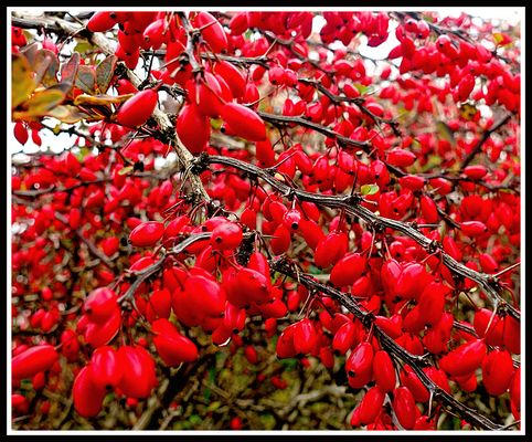 Früchte des Flügel-Spindelstrauch