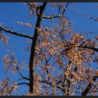 früchte des ginkgo biloba