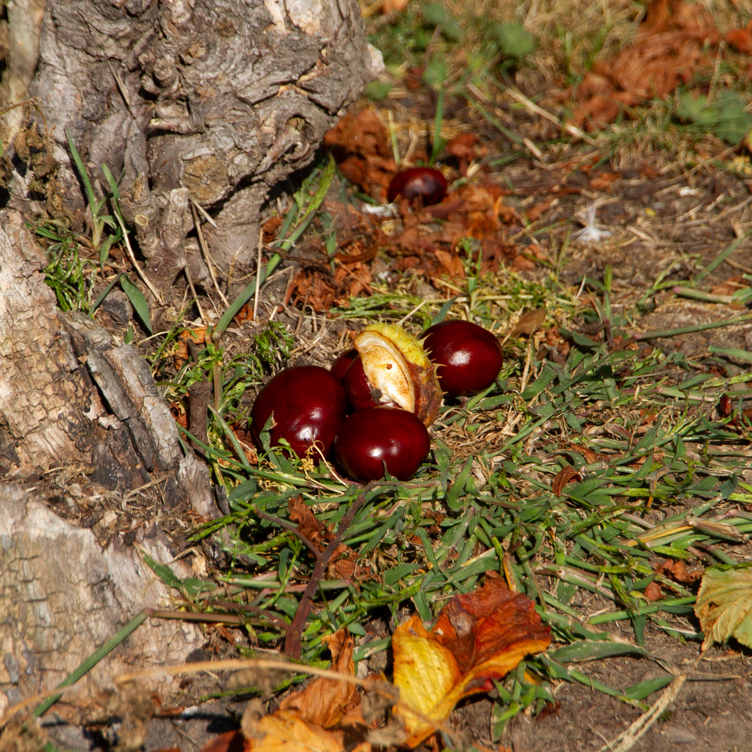 Früchte des Herbst