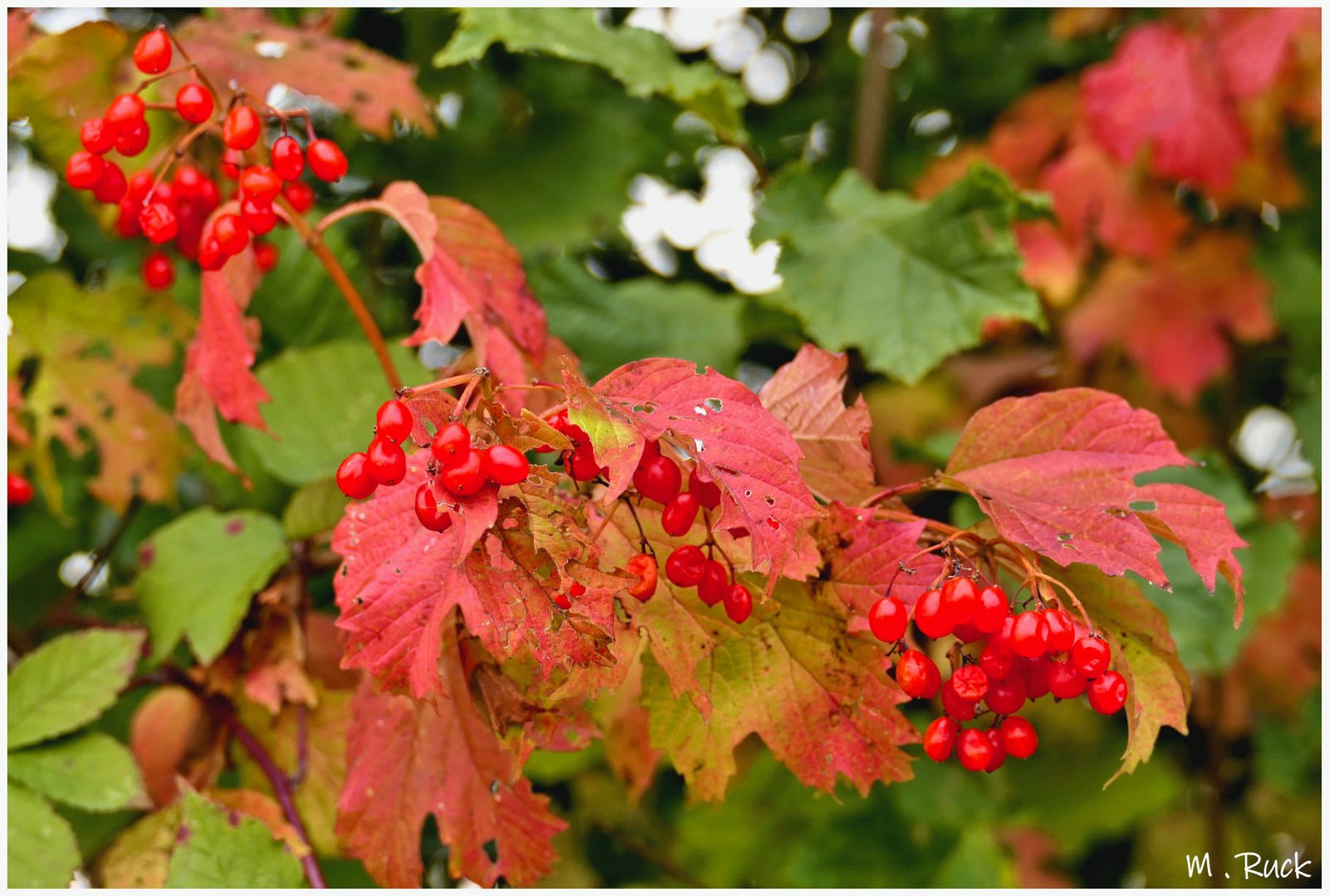 Früchte des Herbstes 01.