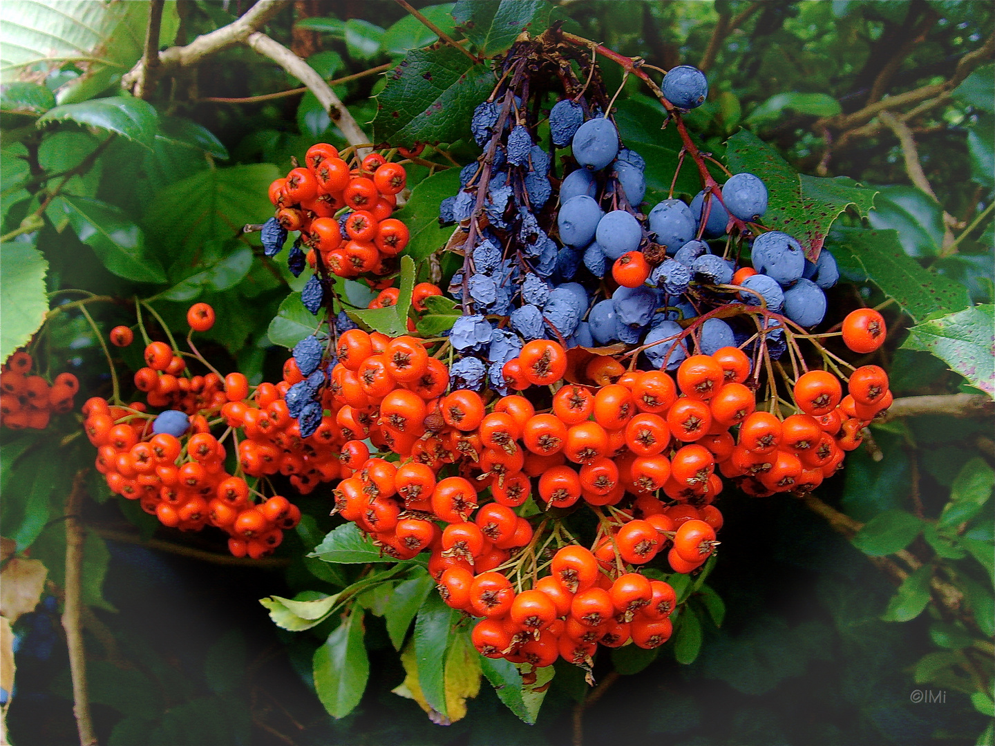 Früchte des Herbstes