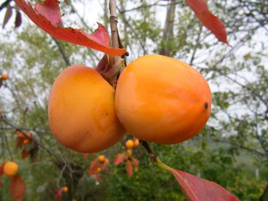 Früchte des Herbstes