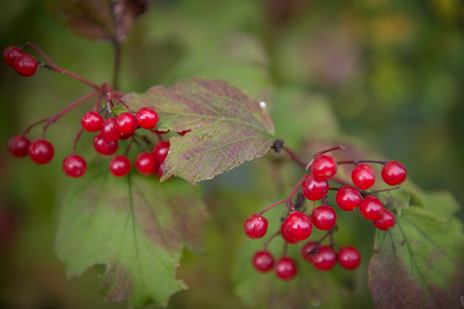 Früchte des Herbstes