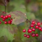 Früchte des Herbstes