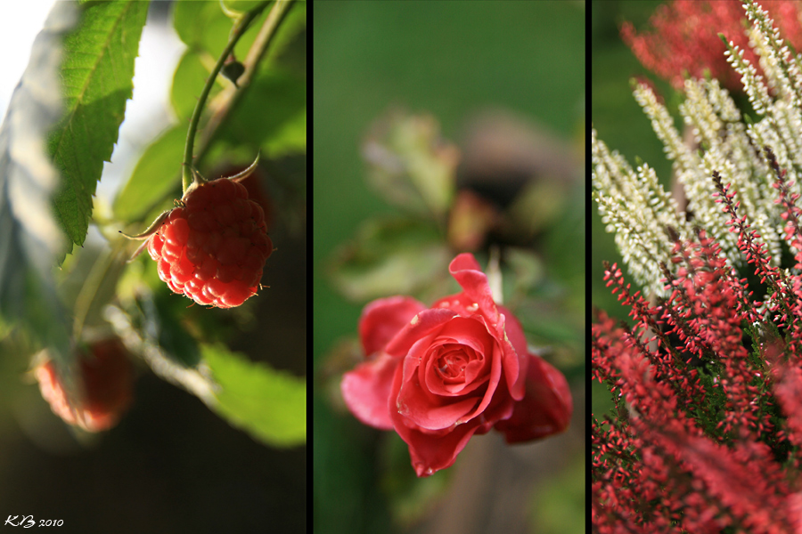 Früchte des Herbstes