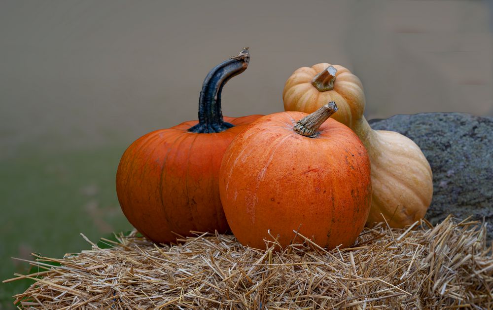 Früchte des Herbstes