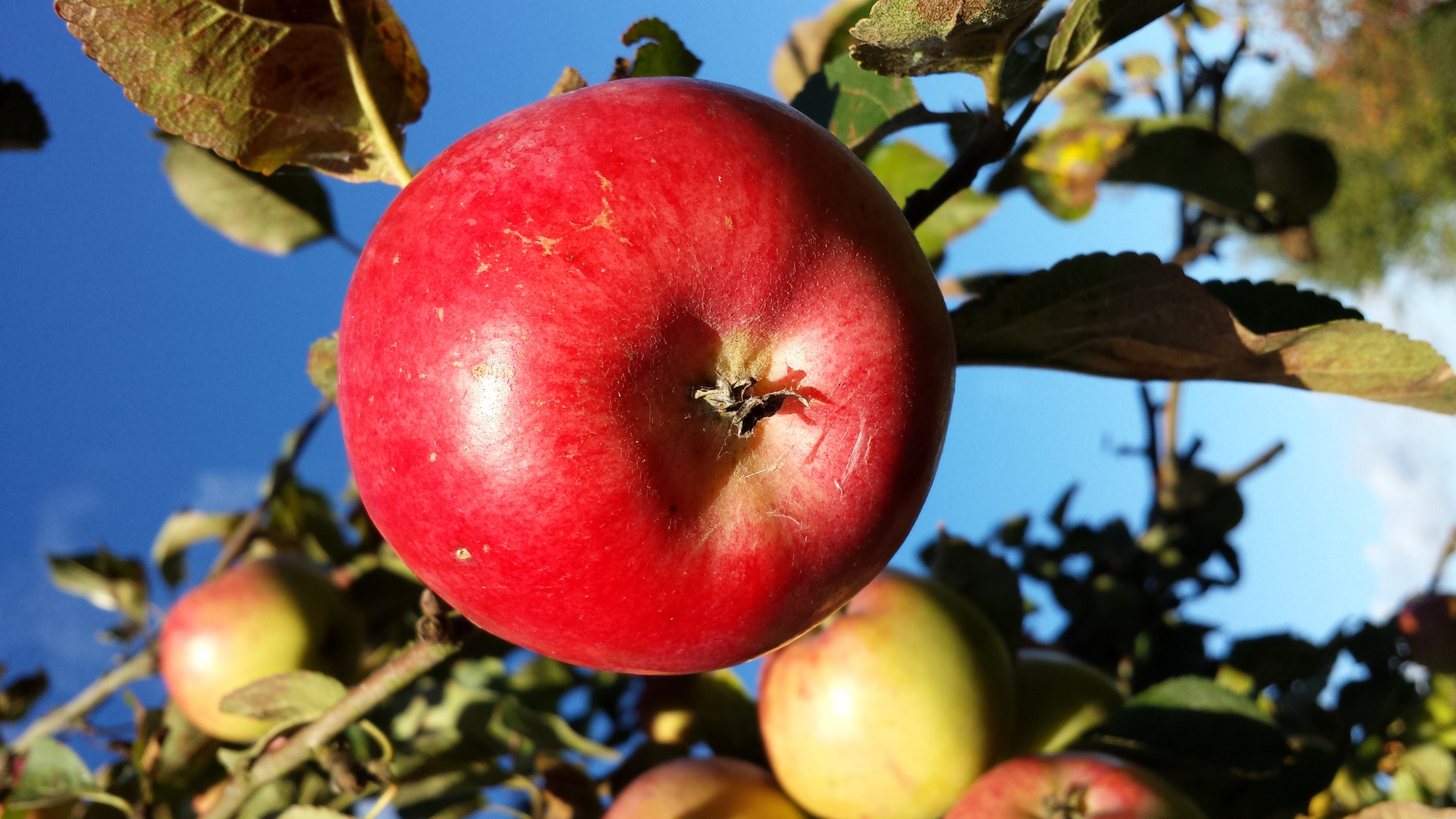 Früchte des Herbstes