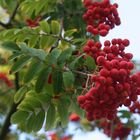 Früchte des Herbstes