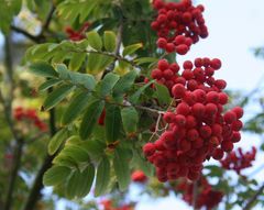 Früchte des Herbstes