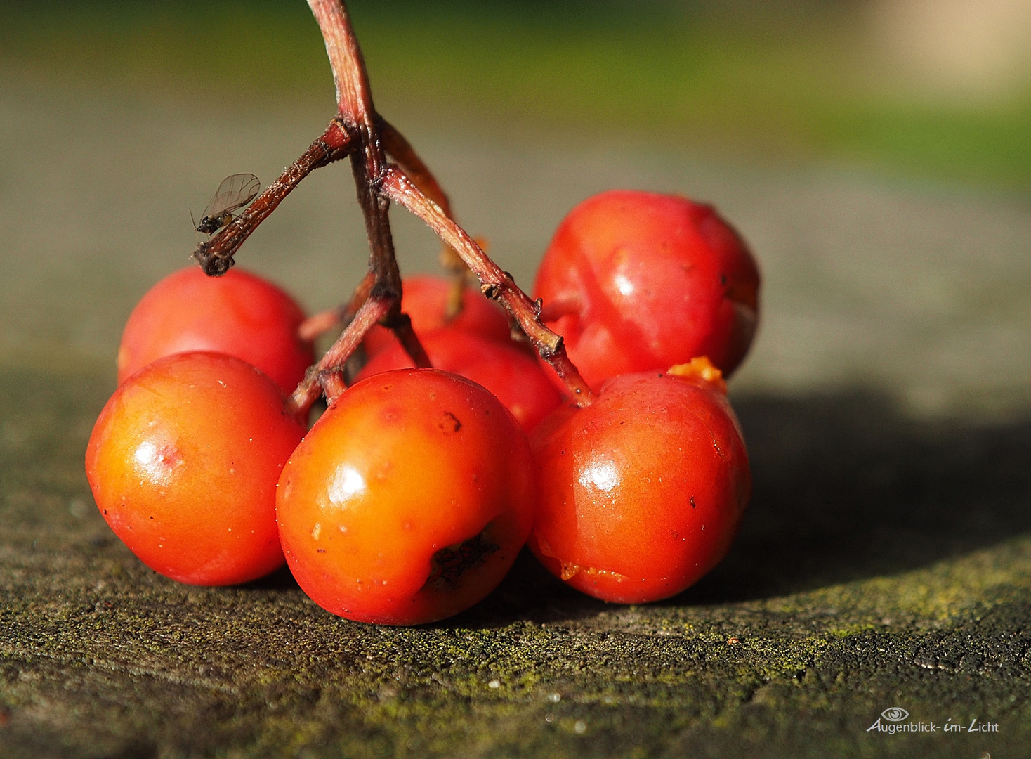 Früchte des Herbstes