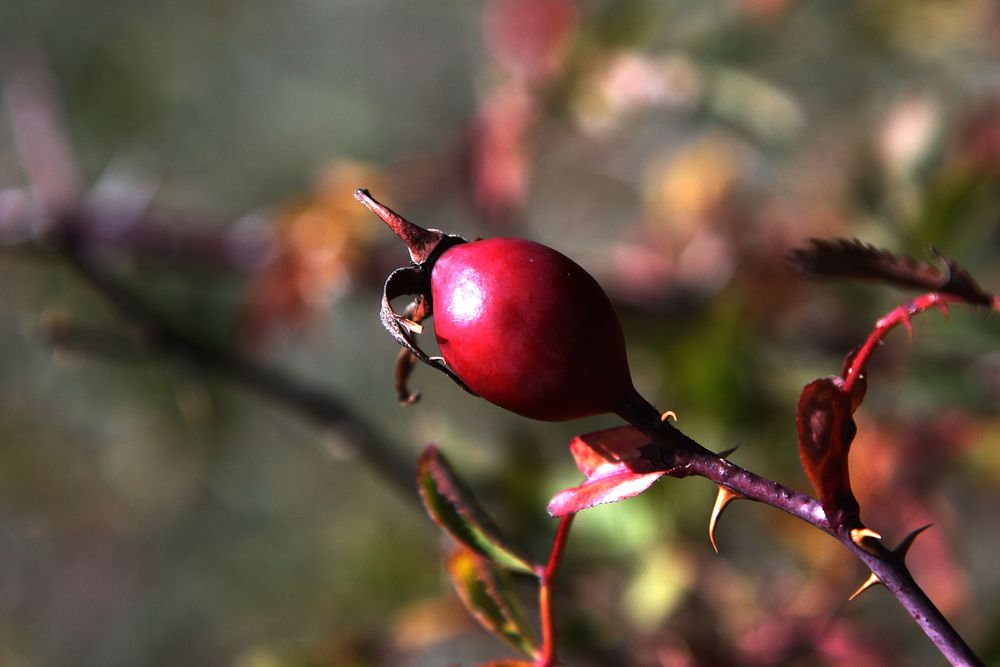 Früchte des Herbstes