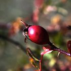 Früchte des Herbstes