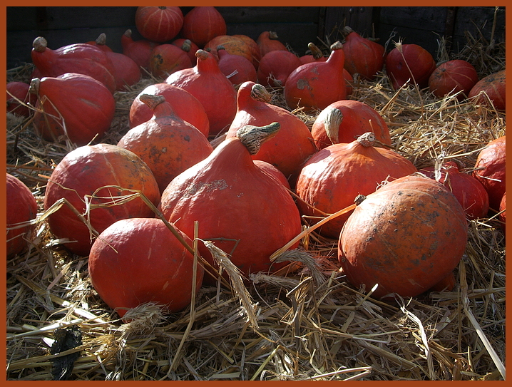 Früchte des Herbstes