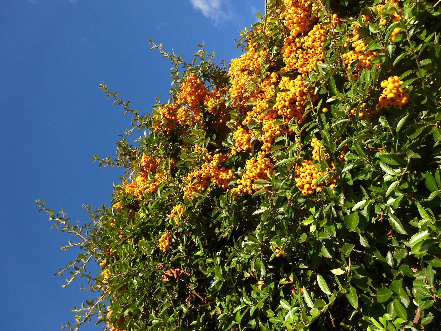 Früchte des Herbstes