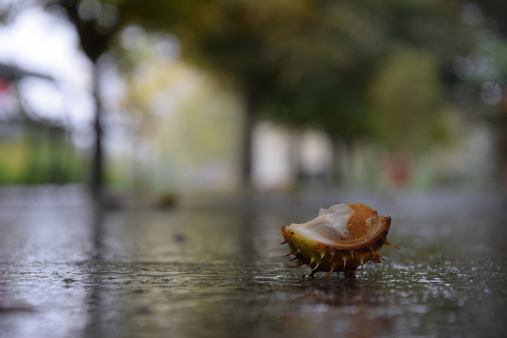 Früchte des Herbstes