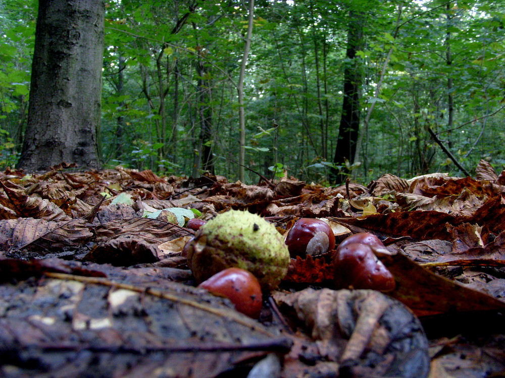 Früchte des Herbstes