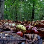 Früchte des Herbstes