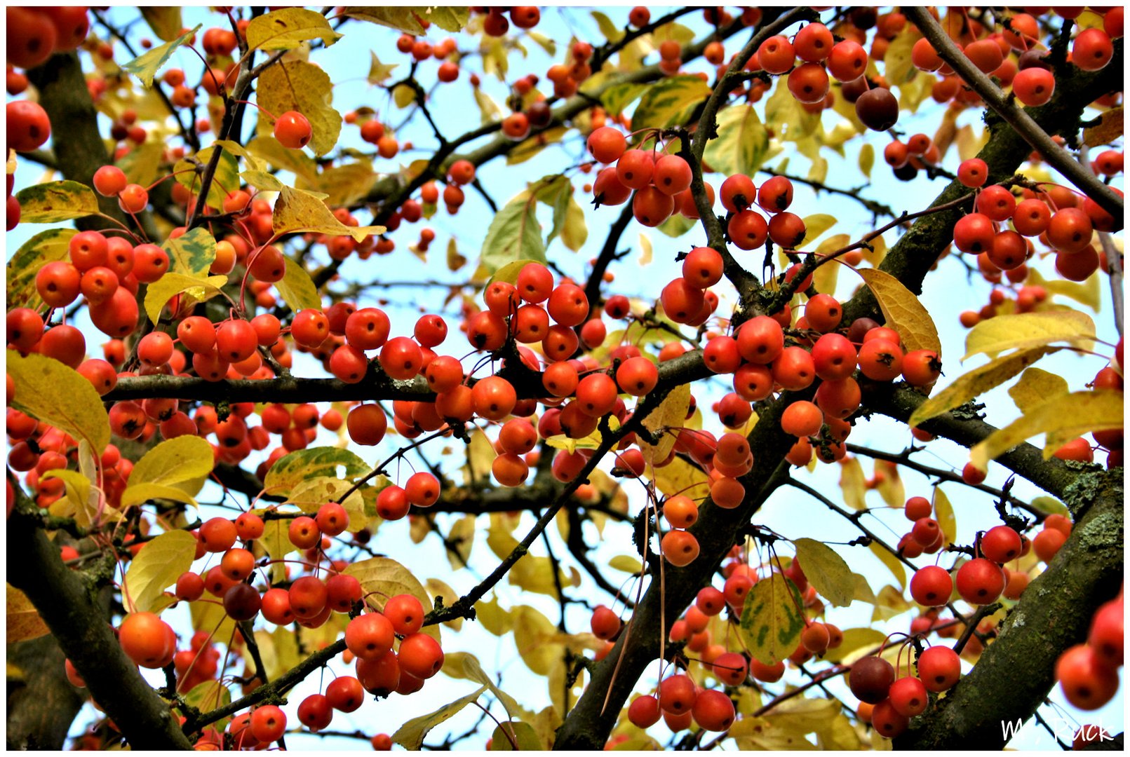 Früchte des Herbstes ,