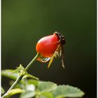 Früchte des Herbstes