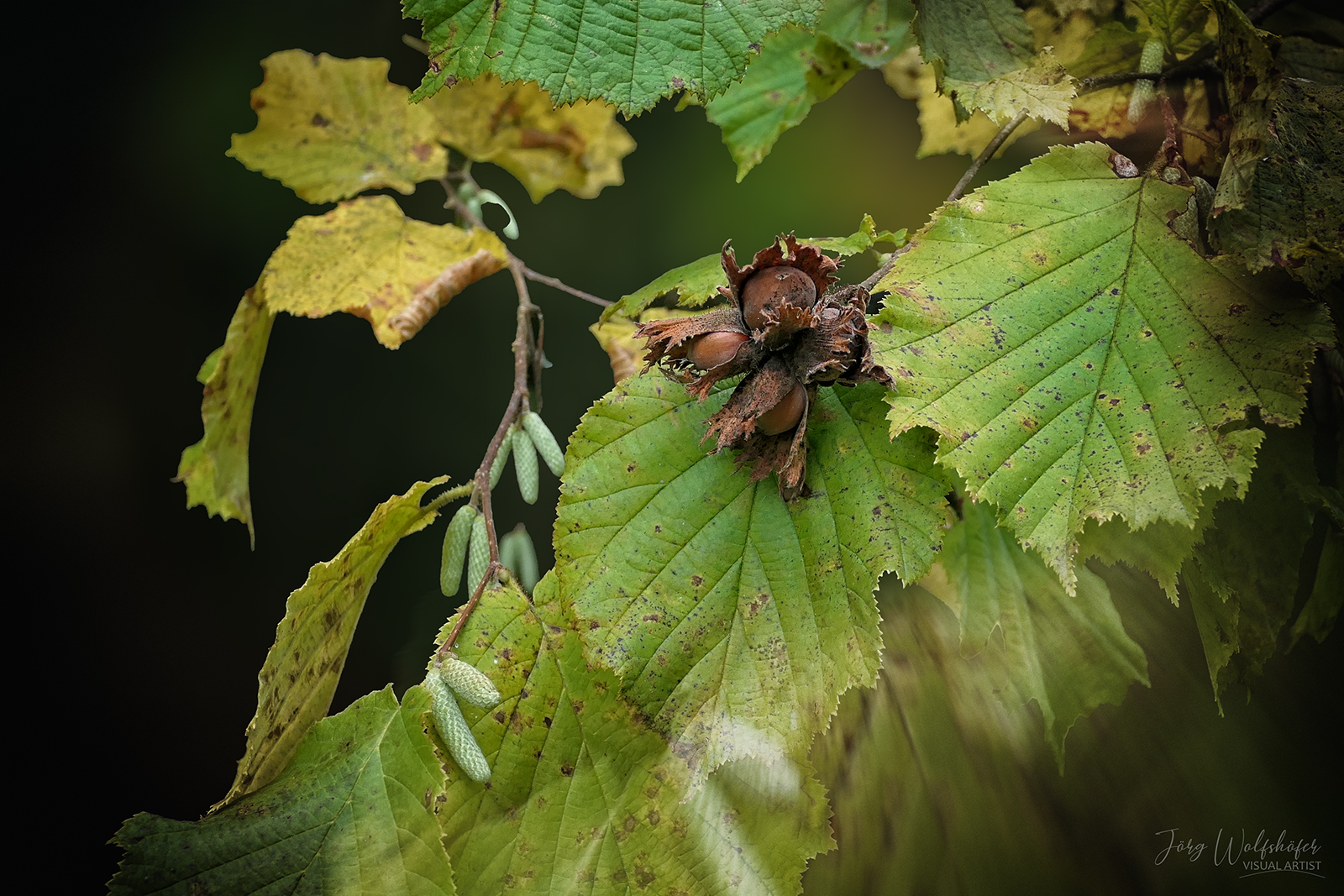 Früchte des Herbstes