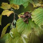 Früchte des Herbstes