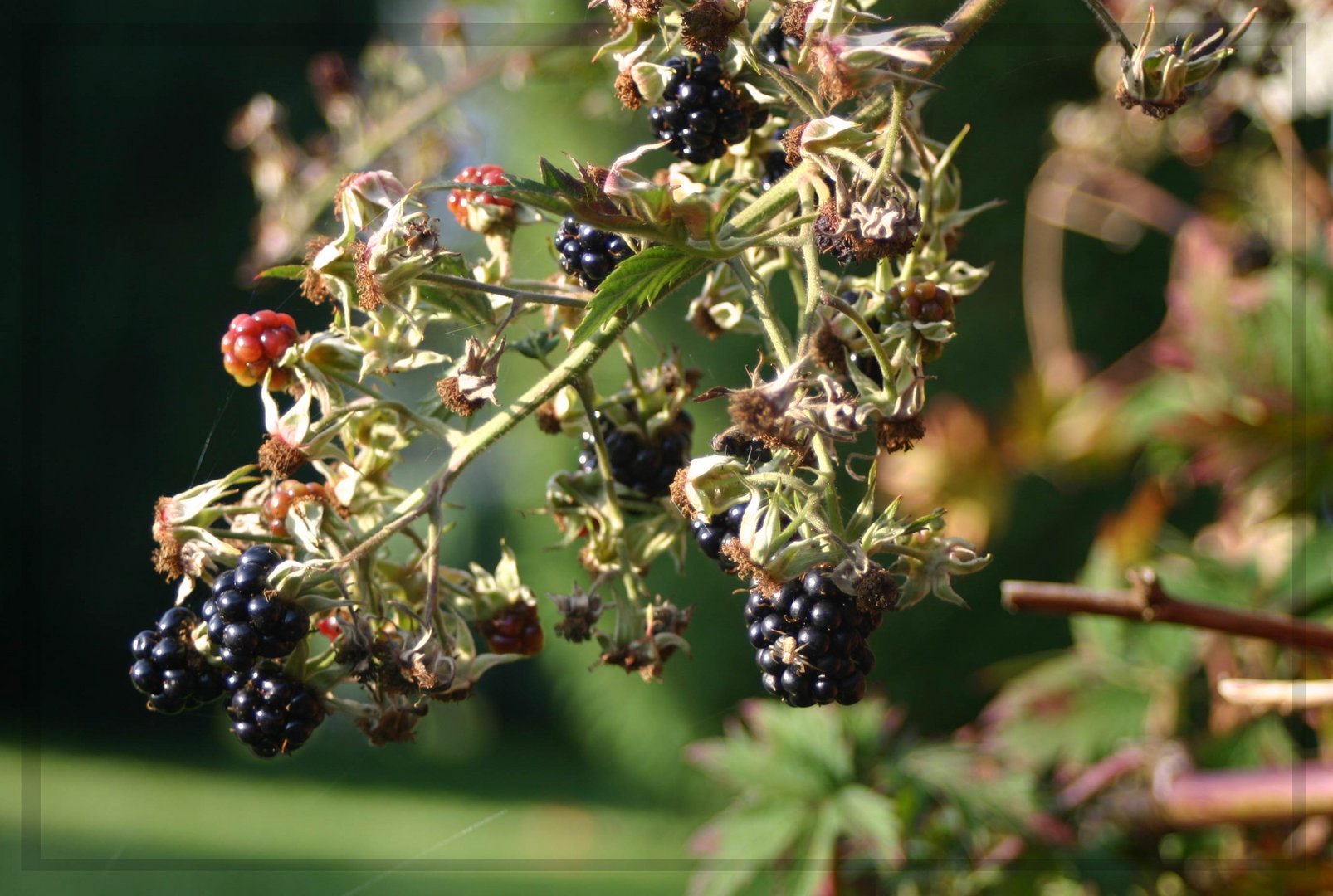 Früchte des Herbstes