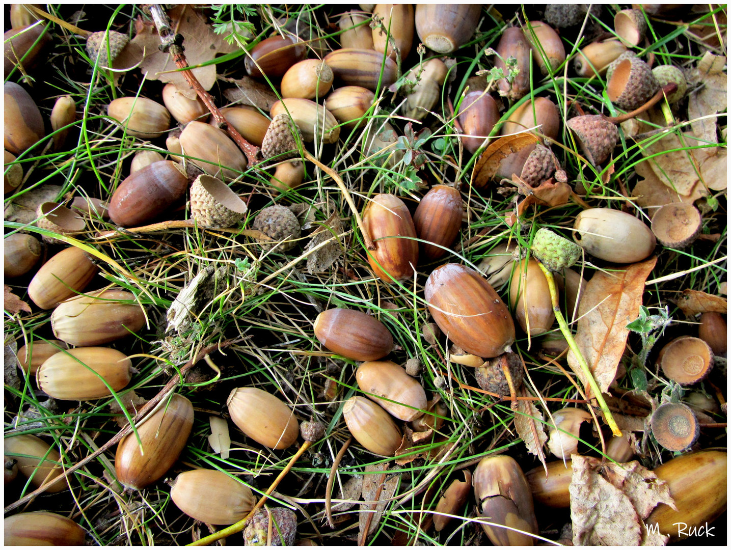 Früchte des Herbstes ,