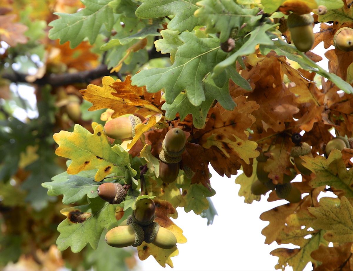 Früchte des Herbstes I