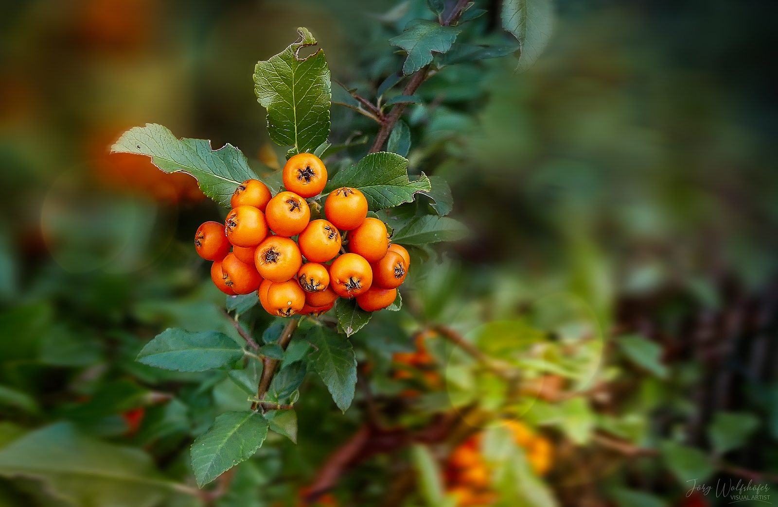 Früchte des Herbstes II