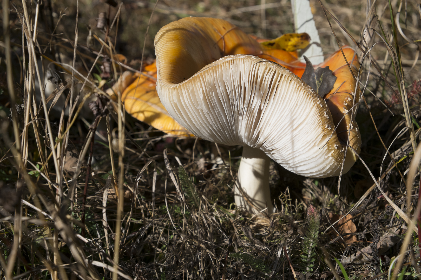 Früchte des Herbsts I